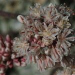 Eriogonum ovalifolium Цветок