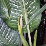 Dieffenbachia seguineFolha