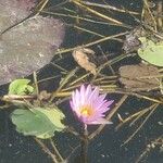 Nymphaea micrantha Liść