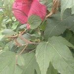 Hibiscus moscheutosFlower