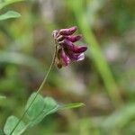 Lathyrus niger Kukka