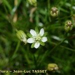 Sagina saginoides Blomma