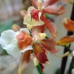 Oncidium crocidipterum Flor