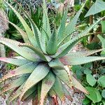Aloe microstigma ഇല