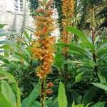 Digitalis canariensis Flower