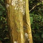 Isolona hexaloba Corteza