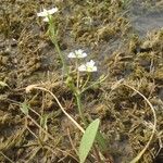 Damasonium polyspermum Muu