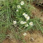 Melampodium leucanthum Květ