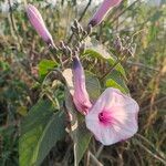 Ipomoea carneaÇiçek