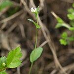 Thlaspi perfoliatum Çiçek
