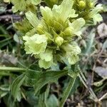 Sideritis hyssopifolia Flor