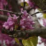 Cercis siliquastrumBlomst