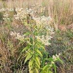 Eupatorium perfoliatumLeaf