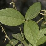 Teramnus uncinatus Flower