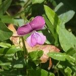 Vigna angivensis Leaf