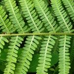 Deparia acrostichoides Leaf