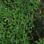 Selaginella helvetica ഇല