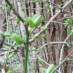 Prunus cerasus Blad