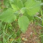 Tetradenia riparia Leaf