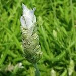 Lavandula dentata Flower