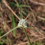 Cyperus niveus Λουλούδι