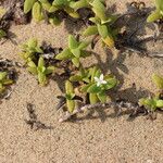 Phylohydrax carnosa Λουλούδι