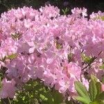 Rhododendron schlippenbachii Çiçek
