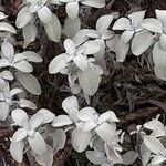 Salvia fruticosa Blad