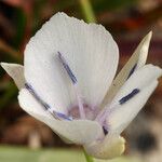 Calochortus minimus Blüte