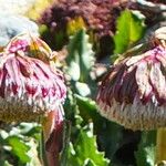 Culcitium serratifolium Flower