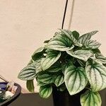 Peperomia albovittata Feuille