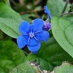 Omphalodes verna Blüte