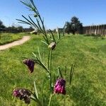 Vicia sicula Flower