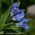 Buglossoides gastonii Květ