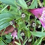 Alstroemeria aurea Hoja