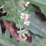 Ornithopus perpusillus Flower