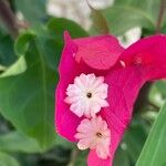 Bougainvillea spp. Blomma