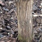 Coffea canephora Bark