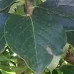 Diospyros kaki Leaf