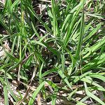 Carex hirtifolia অভ্যাস