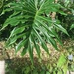 Philodendron bipinnatifidum পাতা