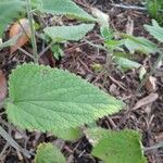 Scutellaria ovata Leaf