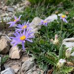 Aster alpinus Агульны выгляд