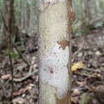 Macaranga corymbosa Corteza