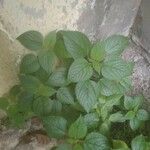 Laportea aestuans Leaf