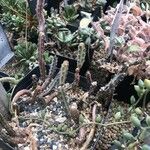 Kleinia stapeliiformis Hoja