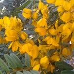 Senna occidentalis Fleur