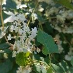 Fallopia baldschuanica Blüte