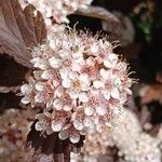 Physocarpus opulifolius 花