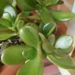 Crassula ovata পাতা